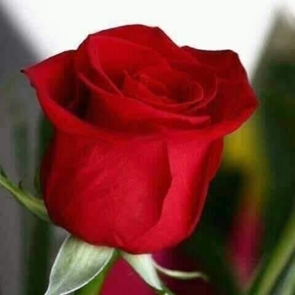 lizeth1210